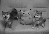 GIF animado (89458) Choca esas cinco