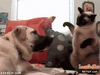 GIF animado (94246) El gato ya ha conseguido nuevo saco de boxeo