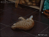 GIF animado (91040) Genial una patata el mejor juguete del mundo