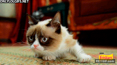 GIF animado (91526) Grumpy cat ha olido a friskies