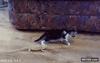 GIF animado (94361) Joder pero no decian que los dinosaurios se habian extinguido